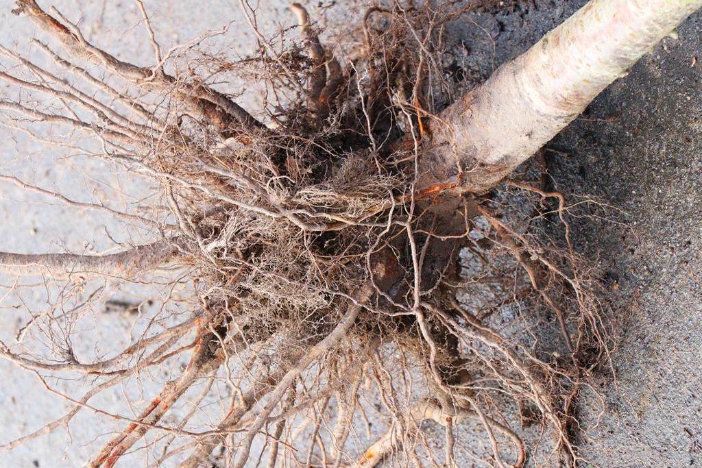 Pour novembre : pensez à commander vos plants en racines nues !