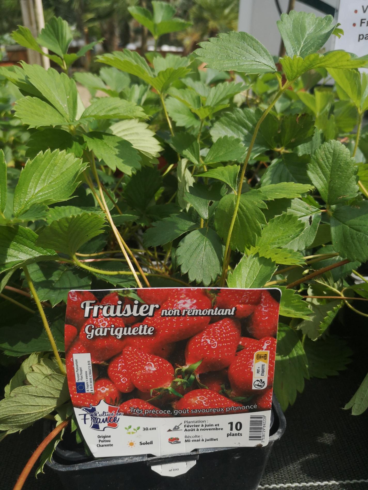 🍓🍓 Tagada, tagada, les fraisiers sont là !!